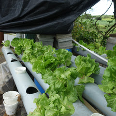 Hydroponic Lettuce-Vegetable-Prasads Organic Supplies-Aggie Global Fiji