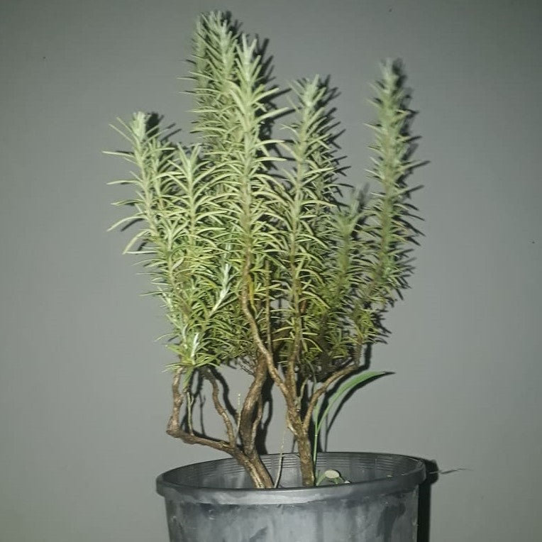 Rosemary Plants