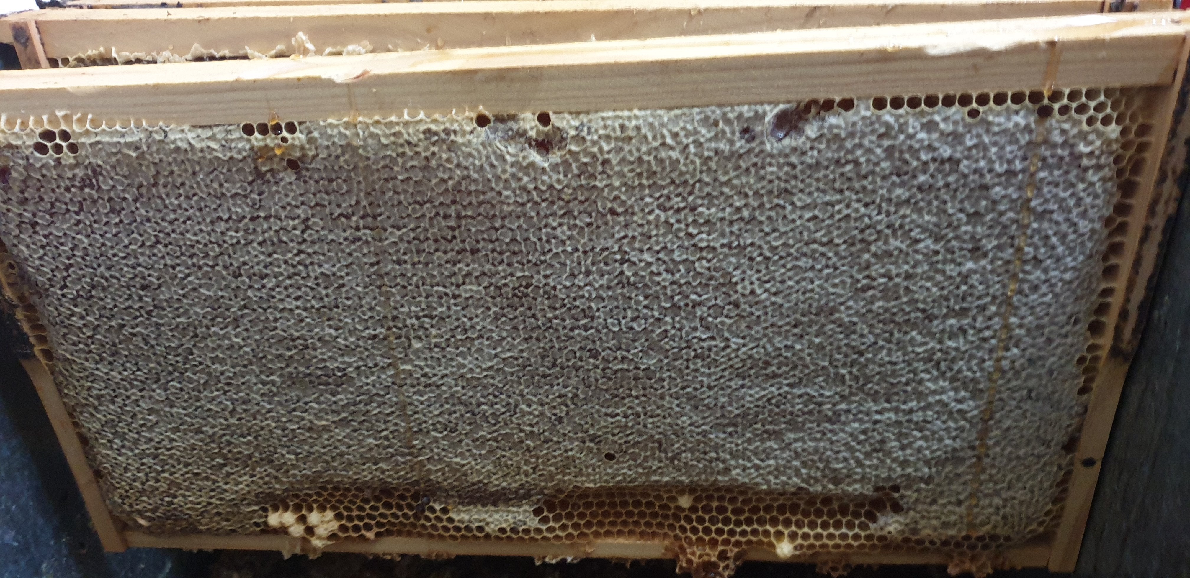 Honeycomb Frames