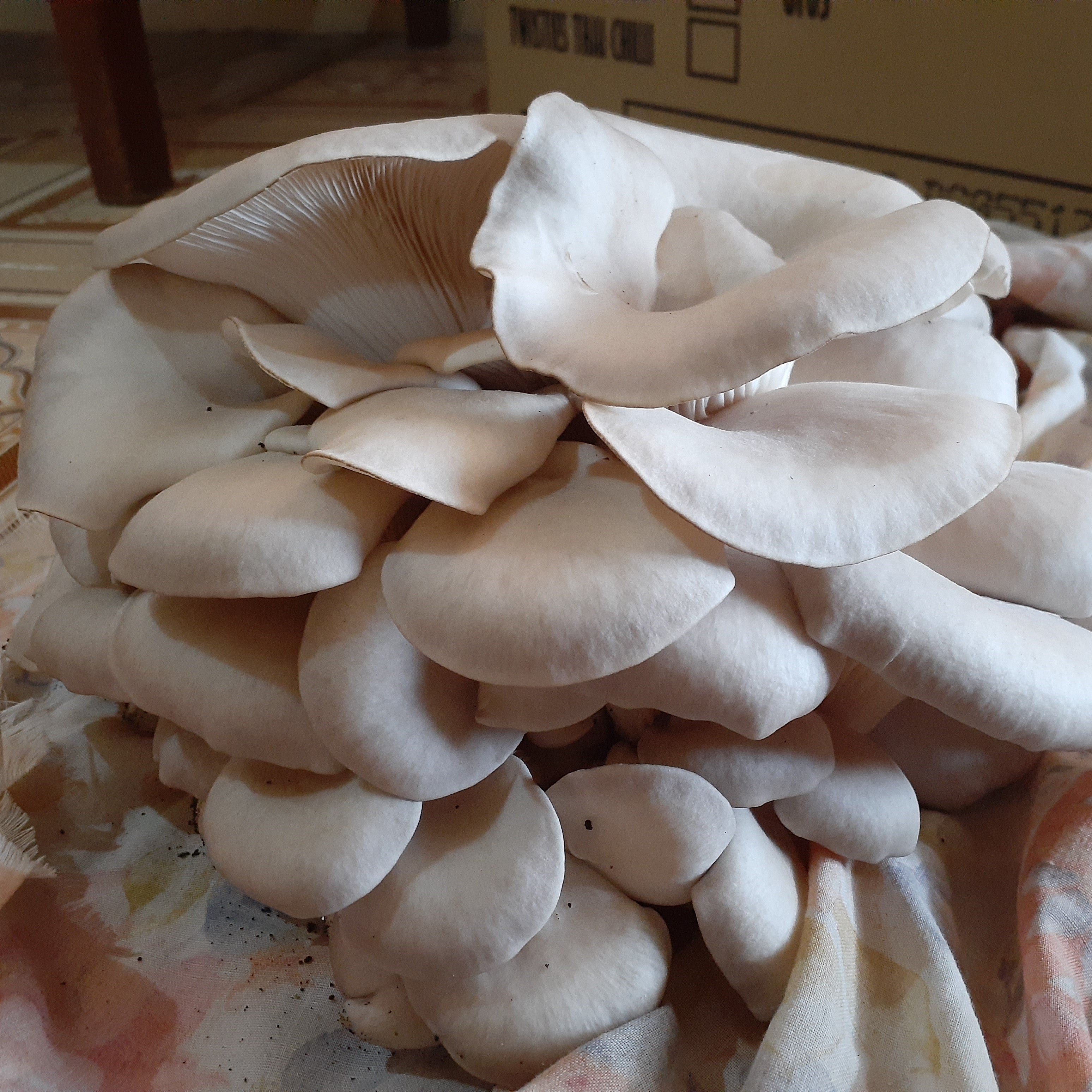 White Oyster Mushrooms