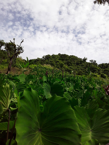 Organic Dalo-Vegetable-Sky-City Farm-Aggie Global Fiji