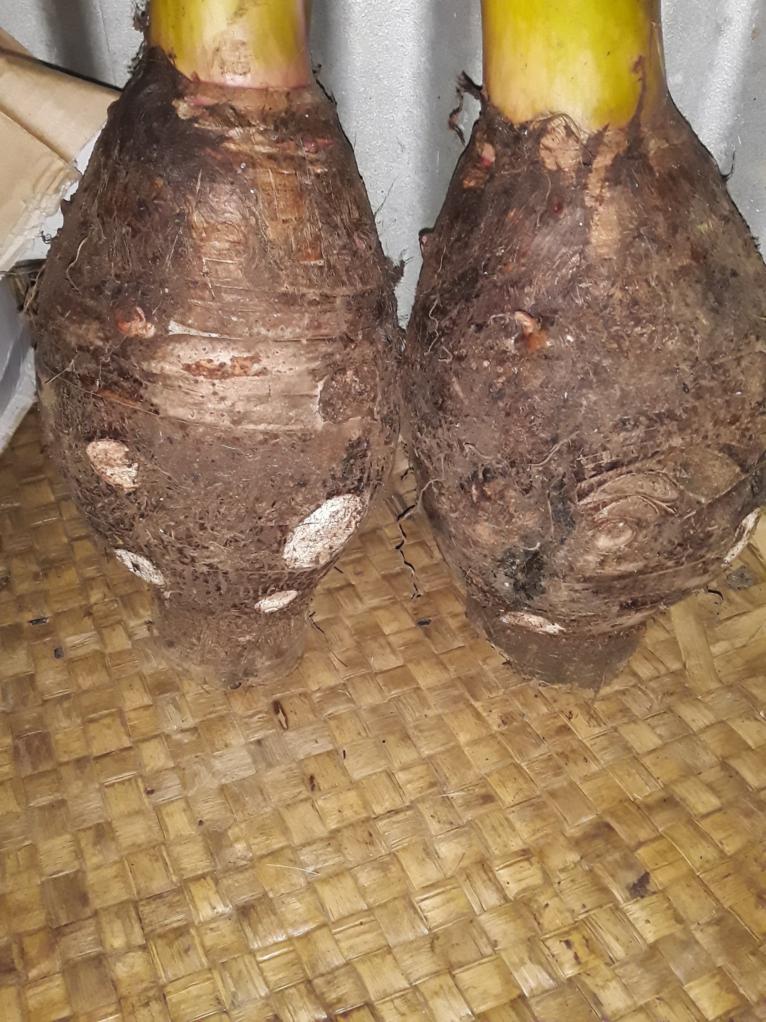 Organic Dalo-Vegetable-Sky-City Farm-Aggie Global Fiji