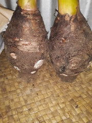 Organic Dalo-Vegetable-Sky-City Farm-Aggie Global Fiji