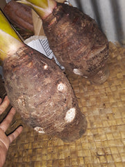 Organic Dalo-Vegetable-Sky-City Farm-Aggie Global Fiji