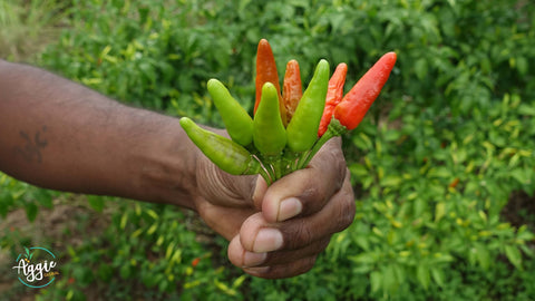 Fijian Crop and Food Seasonality Calendar 2022