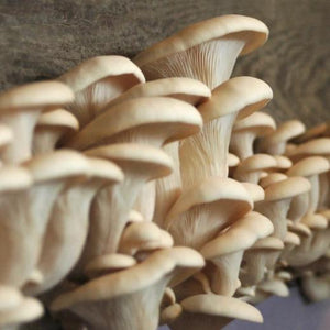 Oyster Mushrooms-Unique-Sikeli's Mushrooms-Aggie Global Fiji