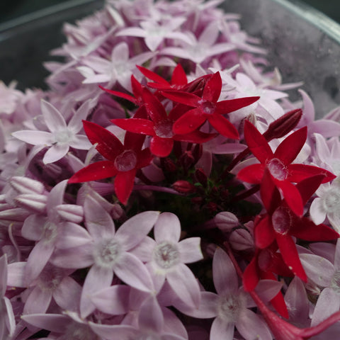 Star Clusters Flower Garnish-Garnish-Gaiatree Sanctuary and Elevate-Lilac-Aggie Global Fiji