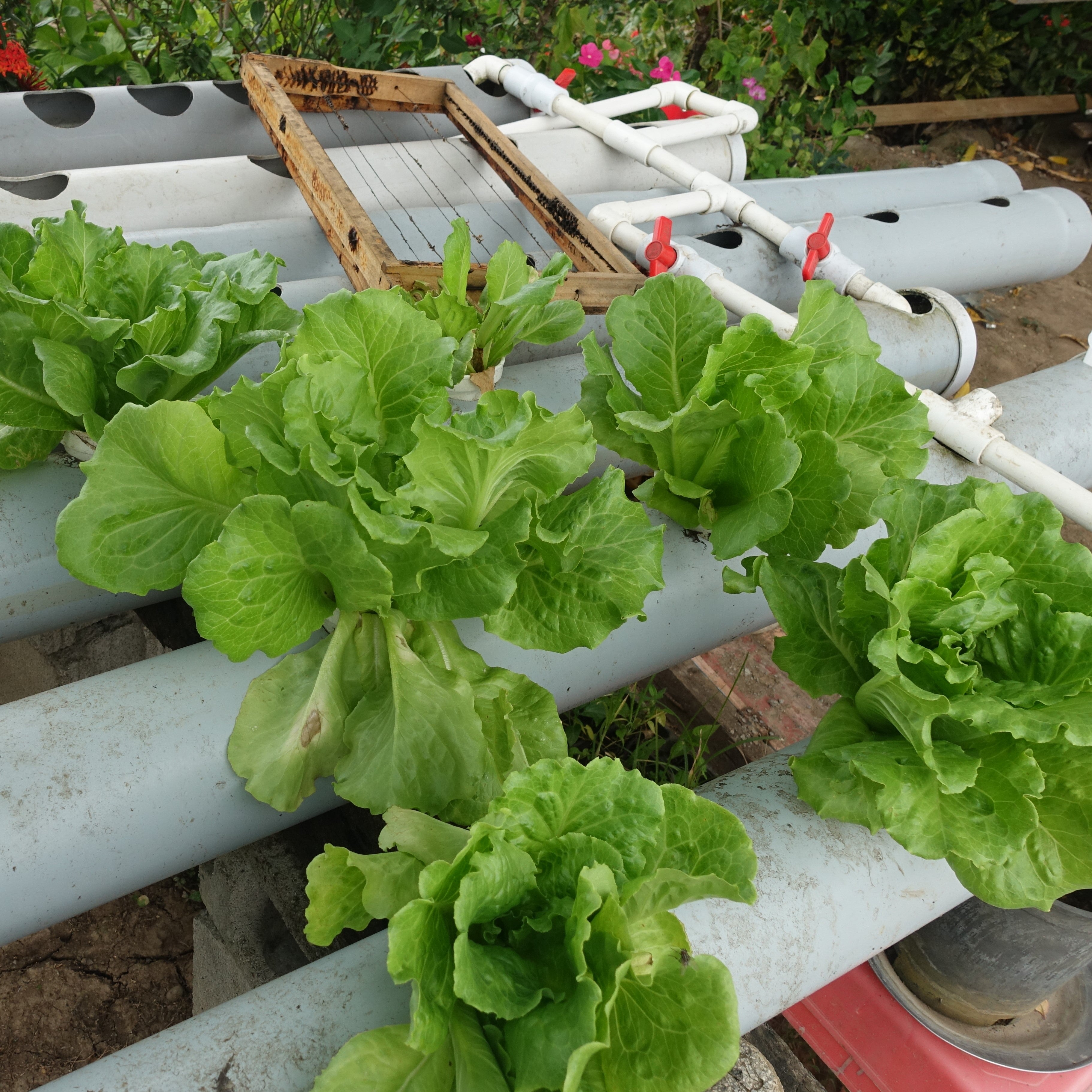 Hydroponic Lettuce-Vegetable-Prasads Organic Supplies-Aggie Global Fiji