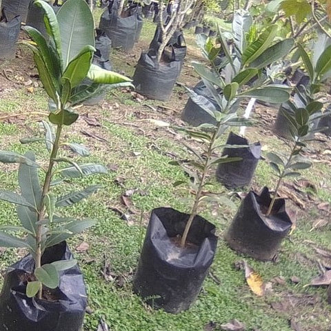 Dilo Plants (Anjalin's)