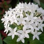 Star Clusters Flower Garnish-Garnish-Gaiatree Sanctuary and Elevate-White-Aggie Global Fiji